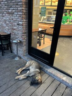 サボウェイの入り口に犬が寝ているので、中に入れない