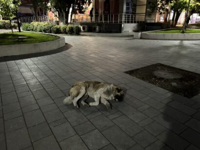 A dog sleeping outside in the park.