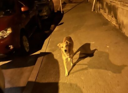  A stray dog that followed me. His eyebrows are so cute.